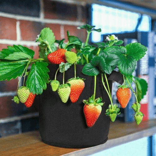 plants grow bag for fruit