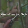 Ways-to-prune-your-plants