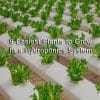 Plants to grow in Hydroponics System