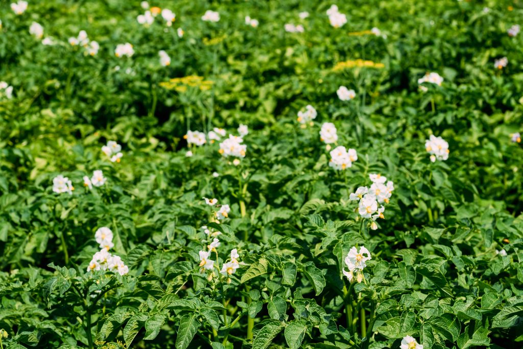 potatoes in the flowering stage