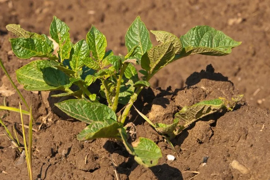 what do potato plants look like when ready to harvest