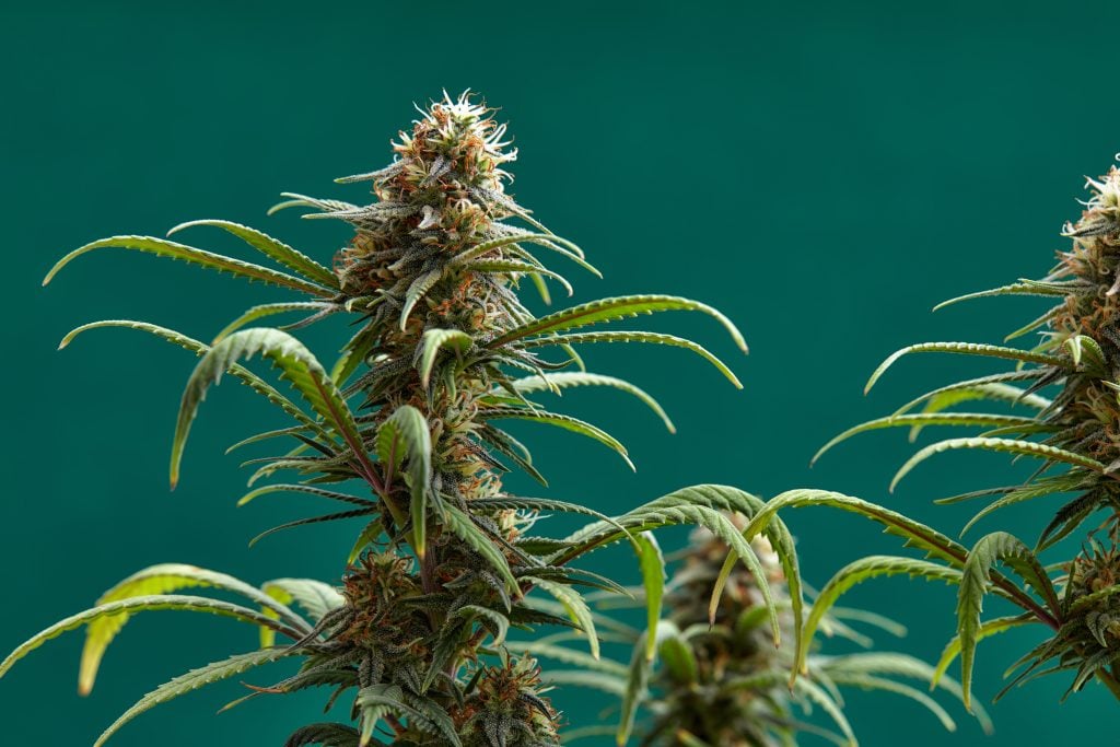 cannabis flowering buds
