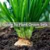 How-to-Plant-Onion-Sets