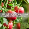 How-to-Treat-and-Prevent-Black-Spots-on-Tomato-Leaves