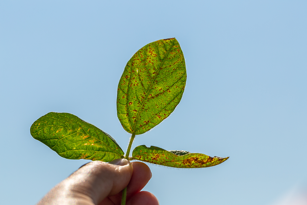 How to Treat Septoria Leaf Spot