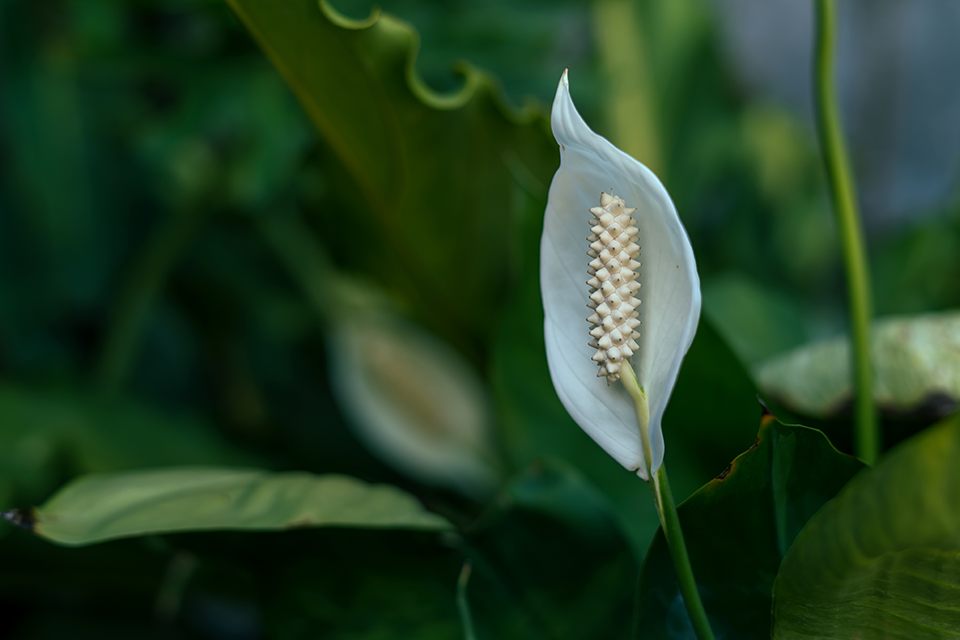 peace lily drooping
