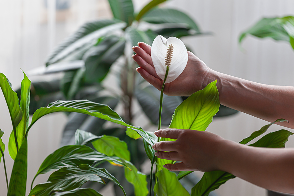 how to revive a peace lily