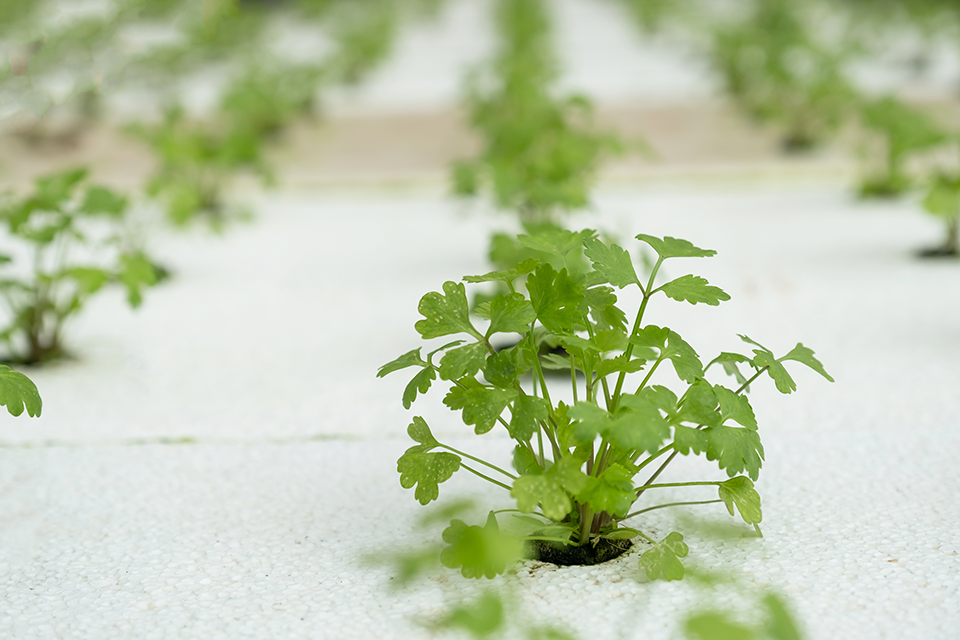 how to grow cilantro indoors in water