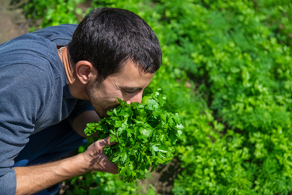 how to grow cilantro indoors in soil