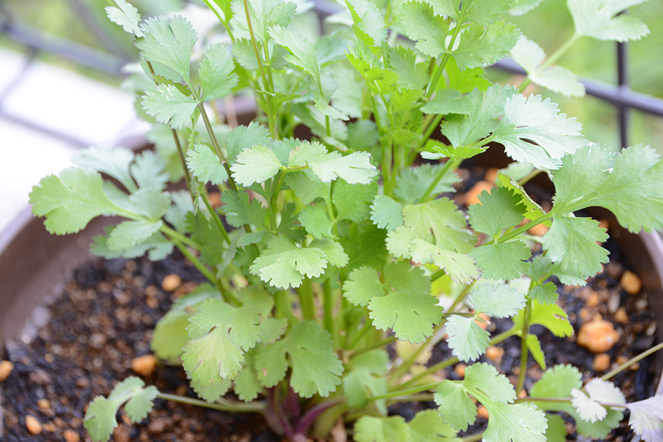 how to grow cilantro indoors