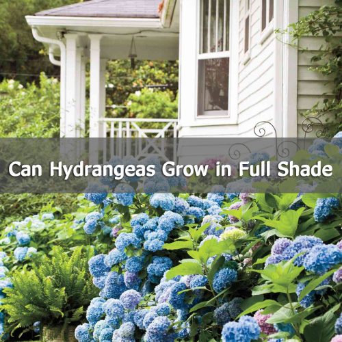 Can-Hydrangeas-Grow-in-Full-Shade