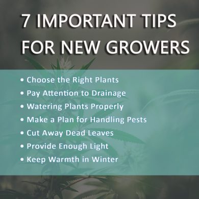 Growing-tips-for-begineers