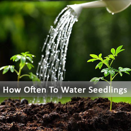 How-Often-To-Water-Seedlings