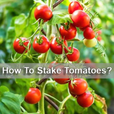 How-To-Stake-Tomatoes-1