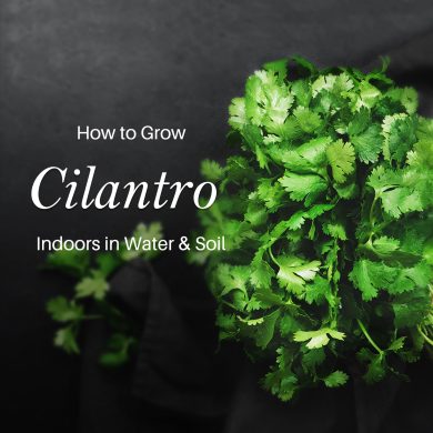 How to Grow Cilantro Indoors in Water & Soil