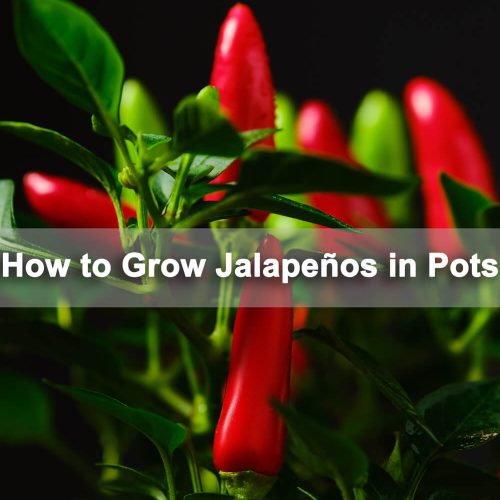How-to-Grow-Jalapeños-in-Pots