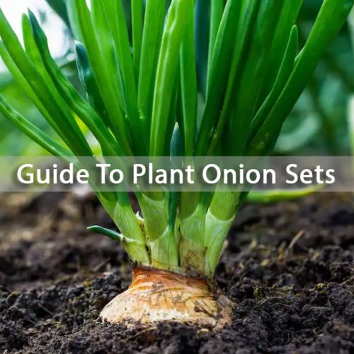 How-to-Plant-Onion-Sets