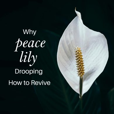 Why Peace Lily Drooping & How to Revive
